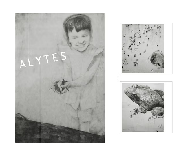 Alytes series, graphite and mixed media