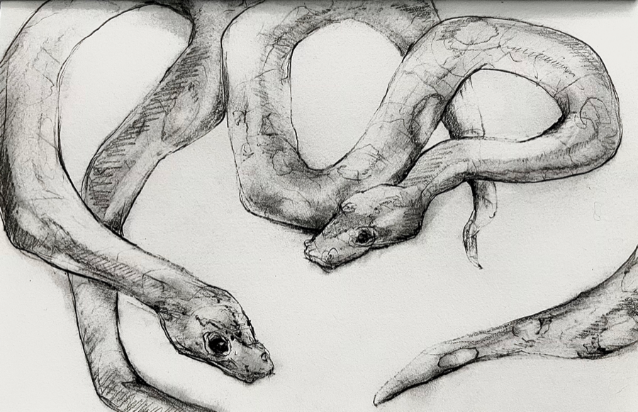 Serpentine, graphite study of snakes